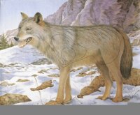 Wolf 80x100 cm - Nylon Reinforced - Animal Target Face