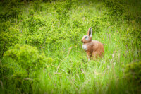 CENTER-POINT 3D Rabbit - Made in Germany