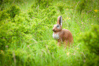 CENTER-POINT 3D Rabbit - Made in Germany