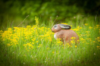 CENTER-POINT 3D Rabbit - Made in Germany