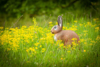 CENTER-POINT 3D Rabbit - Made in Germany