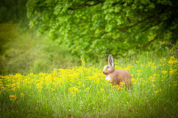 CENTER-POINT 3D Rabbit - Made in Germany