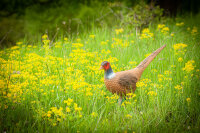 CENTER-POINT 3D Pheasant - Made in Germany