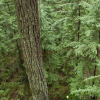 Wooden shaft - White Fir - Ø 11/32 inch | Spine 45/50 lbs