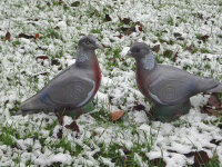 NATURFOAM Pigeon