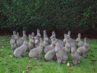 NATURFOAM Rabbit - sitting