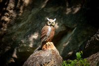 CENTER-POINT 3D Eagle Owl - Made in Germany