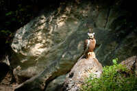 CENTER-POINT 3D Eagle Owl - Made in Germany