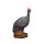 ASEN SPORTS Guineafowl