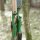 JACKALOPE - Malachite - 60 inches - 30-60 lbs - Take Down Recurve- or Hybrid Bow