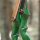 JACKALOPE - Malachite - 60 inches - 30-60 lbs - Take Down Recurve- or Hybrid Bow