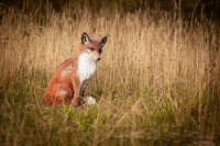 CENTER-POINT 3D Sitting Fox - Made in Germany