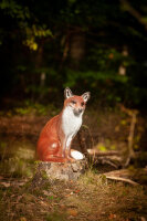 CENTER-POINT 3D Sitting Fox - Made in Germany