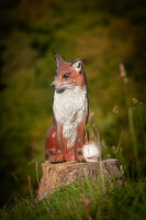 CENTER-POINT 3D Sitting Fox - Made in Germany