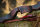 JACKALOPE - Bloodstone - 66 inches - Take Down Recurve Bow - 25 lbs | Right Hand