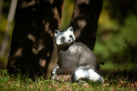 CENTER-POINT 3D Raccoon - Made in Germany