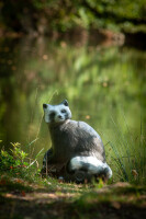 CENTER-POINT 3D Raccoon - Made in Germany