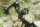 [SPECIAL] DRAKE Gecko RTS - 30-55 lbs - Compound Bow | Color: Black