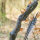 Mittelstück | DRAKE ARCHERY ELITE Pitchblack - 17 Zoll - ILF