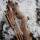 DRAKE ARCHERY ELITE Timber Wolf - ILF - 60 inch - 24-48 lbs - Recurve bow | Right hand