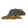 InForm 3D rat