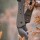 [SPECIAL] DRAKE Dark Chocolate - 62 inches - 34 lbs - Take Down Recurve bow | Right hand