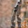 [SPECIAL] DRAKE Dark Chocolate - 62 inches - 34 lbs - Take Down Recurve bow | Right hand