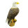 InForm 3D bald eagle