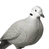 IBB 3D Pigeon