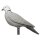 IBB 3D Pigeon