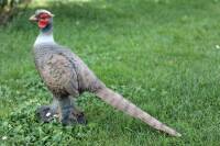 FRANZBOGEN - Pheasant