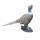 FRANZBOGEN - Pheasant