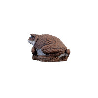 WILDCRETE 3D Aga - Toad