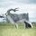 WILDCRETE 3D Goat