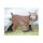 WILDCRETE 3D Lynx
