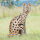 WILDCRETE 3D Wildcat