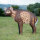 WILDCRETE 3D Small Hyena