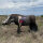 WILDCRETE 3D Warthog Vital Area