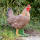 IBB 3D Hen