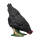 IBB 3D Hen - black - pecking
