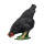 IBB 3D Hen - black - pecking