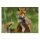 STRONGHOLD Animal Target Face - Fox - 30 x 42 cm - hydrophobic / tear-resistant