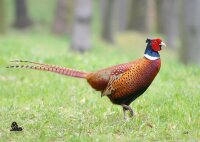 STRONGHOLD Animal Target Face - Pheasant - 42 x 59 cm -...
