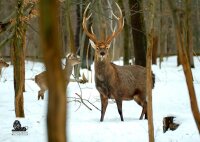 STRONGHOLD Animal Target Face - Deer Pack in the Winter...