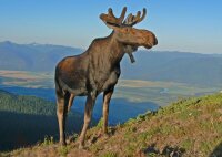STRONGHOLD Animal Target Face - Gelding Moose - 59 x 84...