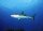 STRONGHOLD Animal Target Face - Caribbean Shark - 59 x 84 cm - hydrophobic / tear-resistant